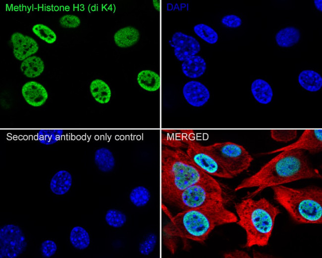 H3K4me2 Antibody in Immunocytochemistry (ICC/IF)