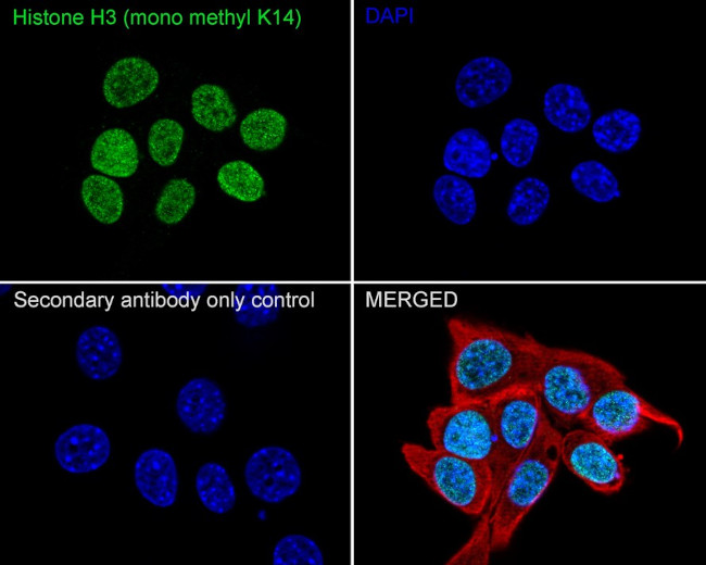 H3K14me1 Antibody in Immunocytochemistry (ICC/IF)