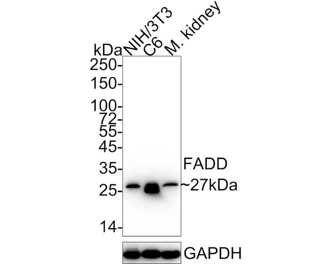 FADD Antibody in Western Blot (WB)