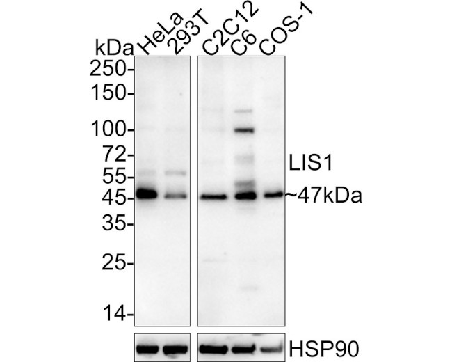 LIS1 Antibody in Western Blot (WB)