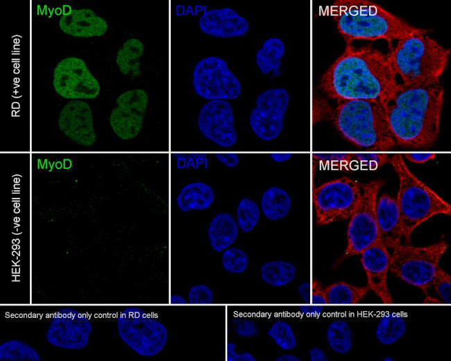 MYOD Antibody in Immunocytochemistry (ICC/IF)