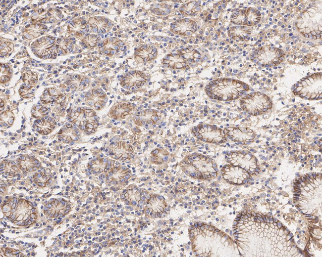 PMCA1 ATPase Antibody in Immunohistochemistry (Paraffin) (IHC (P))
