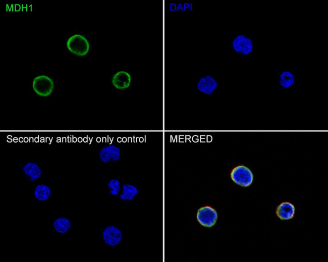 MDH1 Antibody in Immunocytochemistry (ICC/IF)