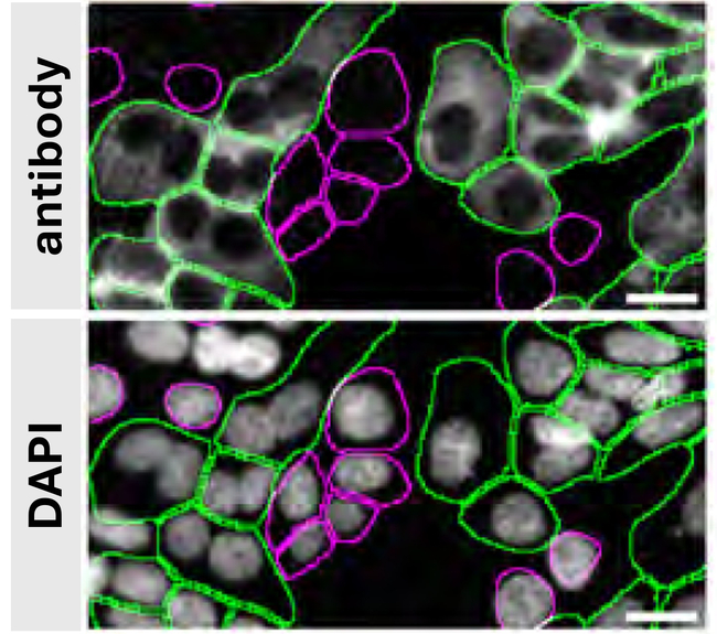 MDH1 Antibody in Immunocytochemistry (ICC/IF)