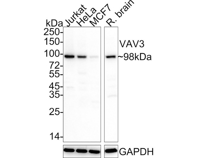 VAV3 Antibody in Western Blot (WB)