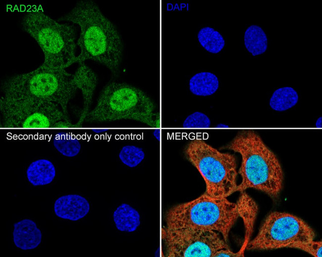 RAD23A Antibody in Immunocytochemistry (ICC/IF)