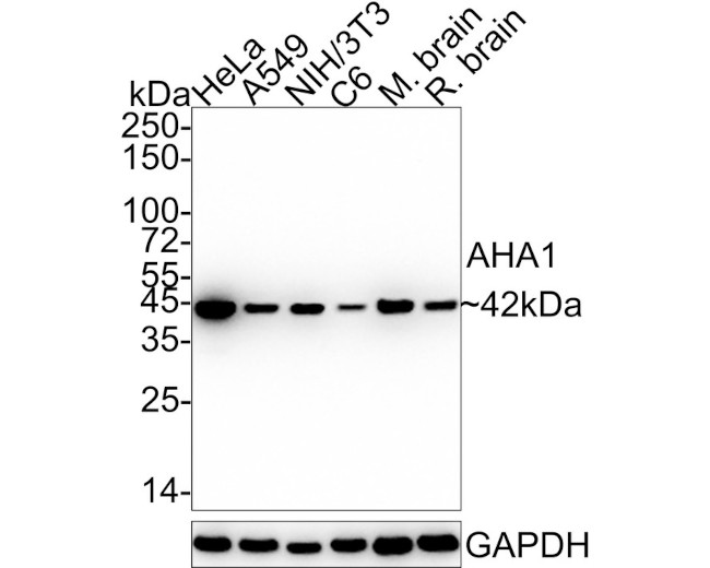 AHA1 Antibody in Western Blot (WB)