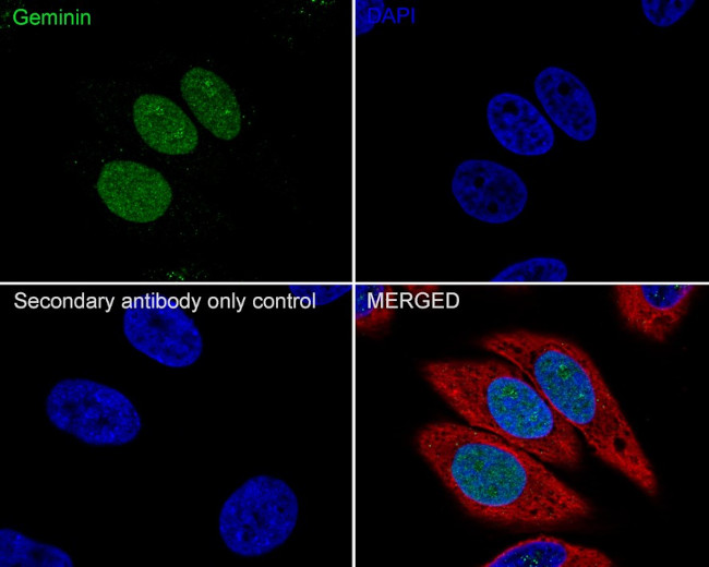 GMNN Antibody in Immunocytochemistry (ICC/IF)