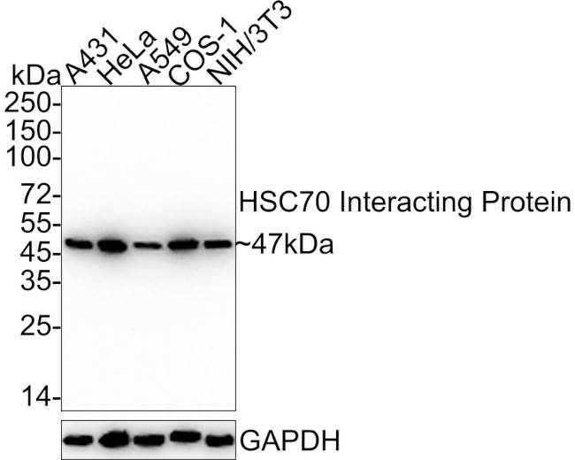 HIP Antibody in Western Blot (WB)