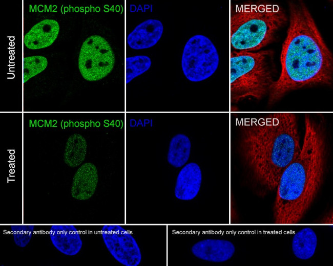 Phospho-MCM2 (Ser40) Antibody in Immunocytochemistry (ICC/IF)