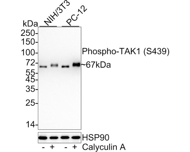 Phospho-TAK1 (Ser439) Antibody in Western Blot (WB)