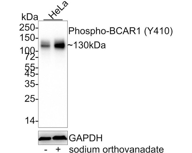 Phospho-p130Cas (Tyr410) Antibody in Western Blot (WB)