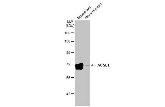 ACSL1 Antibody in Western Blot (WB)