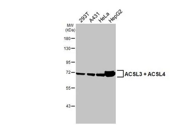 ACSL3/ACSL4 Antibody in Western Blot (WB)