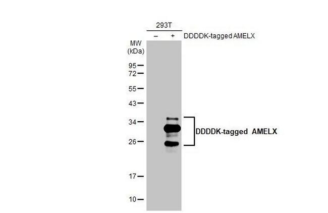 AMELX Antibody in Western Blot (WB)