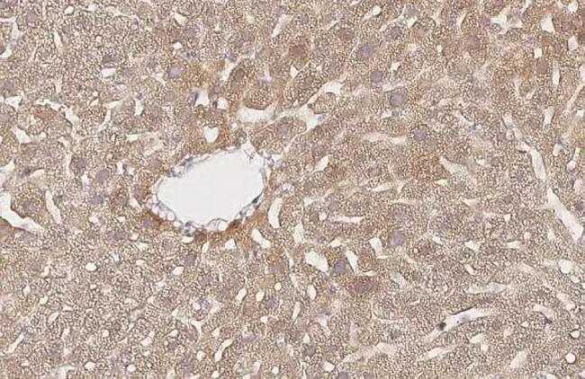 AMFR Antibody in Immunohistochemistry (Paraffin) (IHC (P))