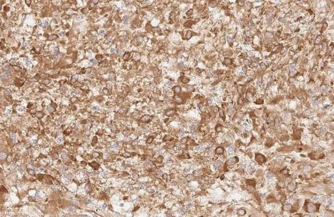 Apelin Receptor Antibody in Immunohistochemistry (Paraffin) (IHC (P))