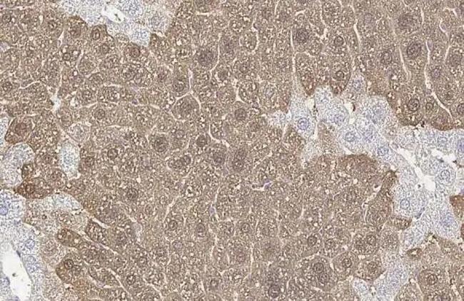 Arginase 1 Antibody in Immunohistochemistry (Paraffin) (IHC (P))