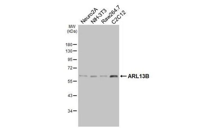 ARL13B Antibody in Western Blot (WB)