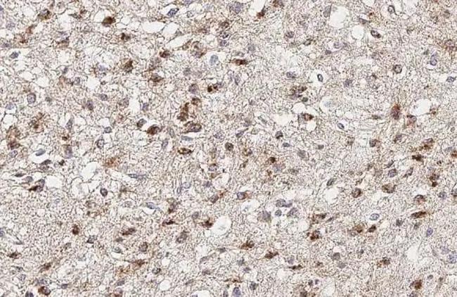ATP5J Antibody in Immunohistochemistry (Paraffin) (IHC (P))