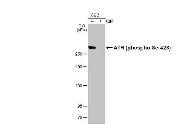 Phospho-ATR (Ser428) Antibody in Western Blot (WB)