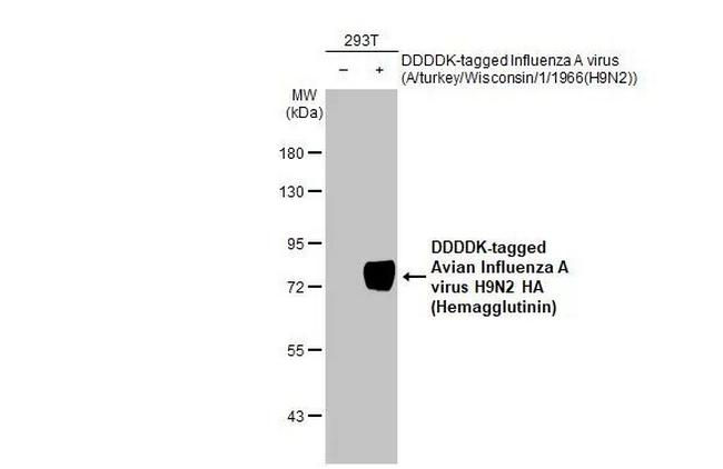 Influenza A H9N2 HA (A/turkey/Wisconsin/1/1966) Antibody in Western Blot (WB)