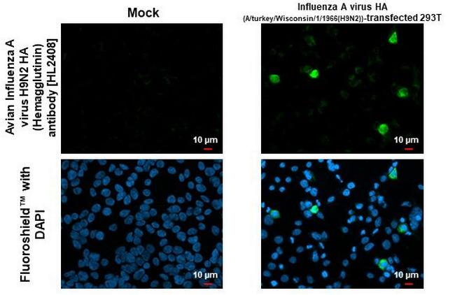 Influenza A H9N2 HA (A/turkey/Wisconsin/1/1966) Antibody in Immunocytochemistry (ICC/IF)