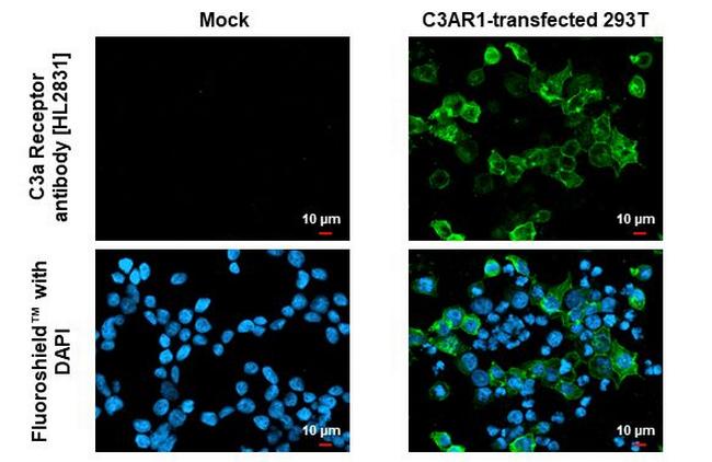 C3a Receptor Antibody in Immunocytochemistry (ICC/IF)