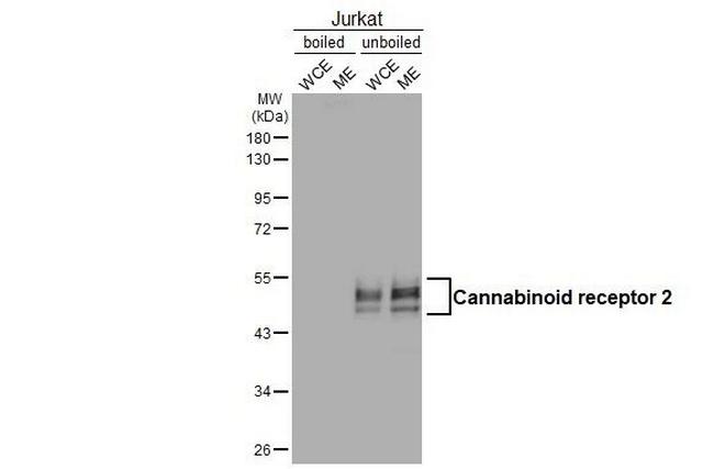 CNR2 Antibody in Western Blot (WB)