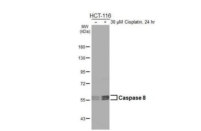 Caspase 8 Antibody in Western Blot (WB)