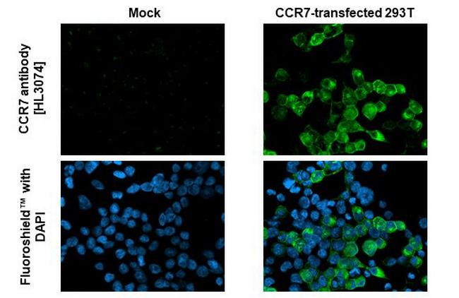 CCR7 Antibody in Immunocytochemistry (ICC/IF)