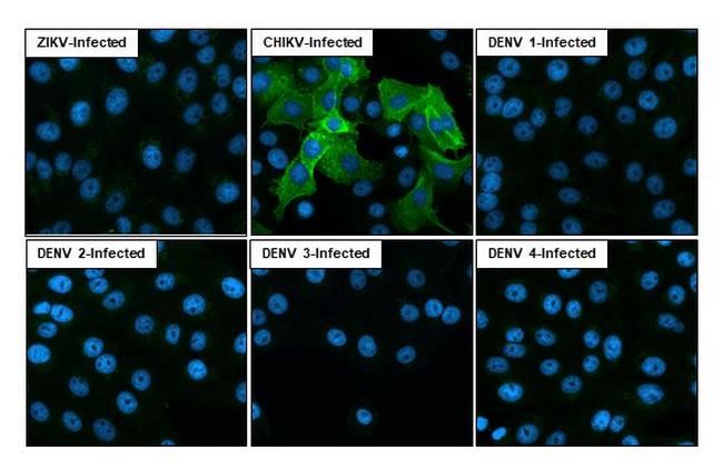 Chikungunya Virus NSP1 (S27-African prototype) Antibody in Immunocytochemistry (ICC/IF)