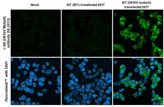 c-Kit (D816V Mutant) Antibody in Immunocytochemistry (ICC/IF)
