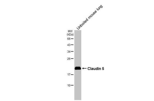 Claudin 5 Antibody in Western Blot (WB)