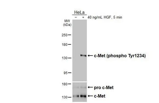 Phospho-c-Met (Tyr1234) Antibody in Western Blot (WB)