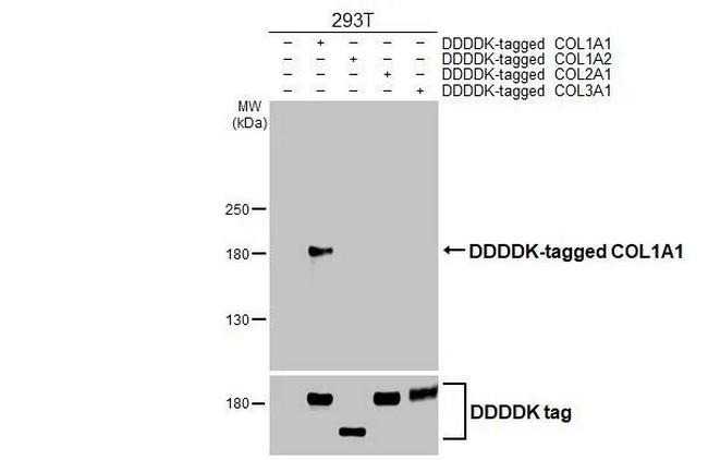 COL1A1 Antibody in Western Blot (WB)