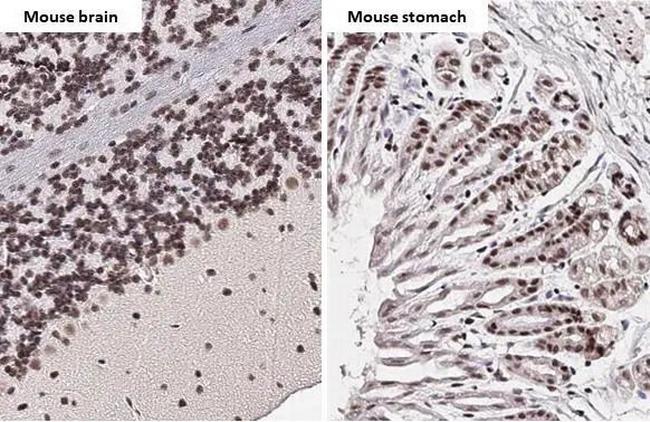 CREB Antibody in Immunohistochemistry (Paraffin) (IHC (P))