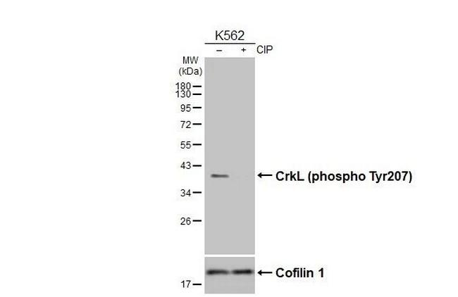 Phospho-CrkL (Tyr207) Antibody in Western Blot (WB)