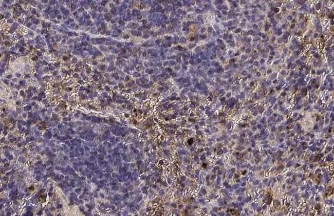 CTLA-4 Antibody in Immunohistochemistry (Paraffin) (IHC (P))