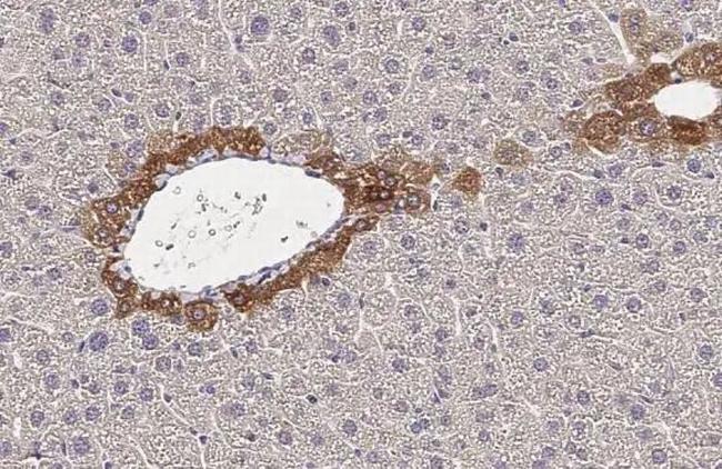 CXCR1 Antibody in Immunohistochemistry (Paraffin) (IHC (P))