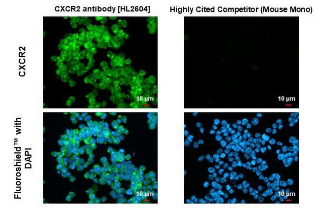 CXCR2 Antibody in Immunocytochemistry (ICC/IF)