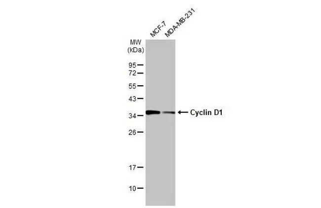 Cyclin D1 Antibody in Western Blot (WB)