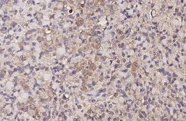 OPRD1 Antibody in Immunohistochemistry (Paraffin) (IHC (P))