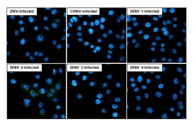 Dengue Virus Type 2/4 Capsid (Thailand/16681/1984) Antibody in Immunocytochemistry (ICC/IF)