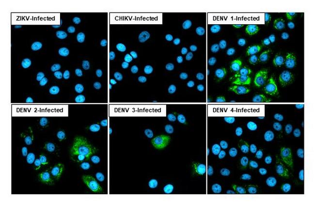 Dengue Virus Type 1-4 NS1 (Thailand/16681/1984) Antibody in Immunocytochemistry (ICC/IF)