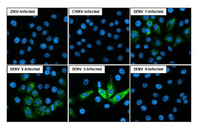 Dengue Virus Type 1-4 NS2B (Thailand/16681/1984) Antibody in Immunocytochemistry (ICC/IF)