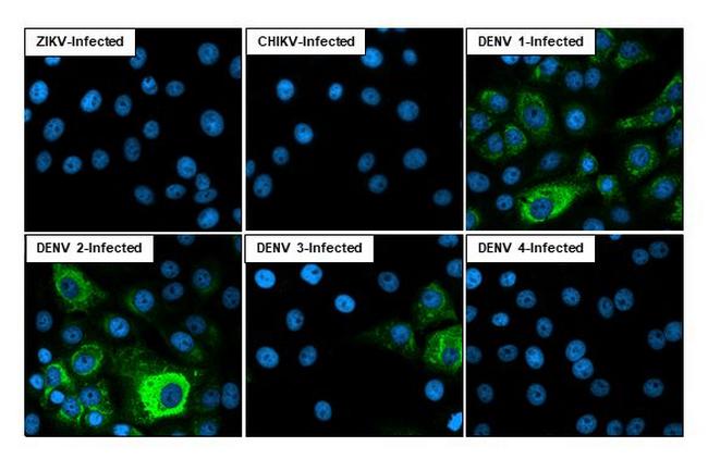 Dengue Virus Type 1-4 NS3 (Thailand/16681/1964) Antibody in Immunocytochemistry (ICC/IF)