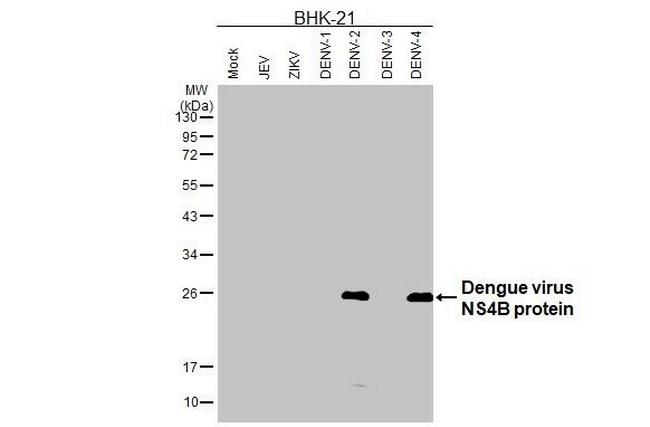 Dengue Virus Type 2/4 NS4B (Thailand/16681/1984) Antibody in Western Blot (WB)