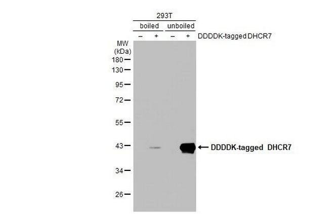 DHCR7 Antibody in Western Blot (WB)