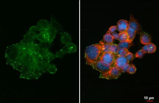 DMP4 Antibody in Immunocytochemistry (ICC/IF)
